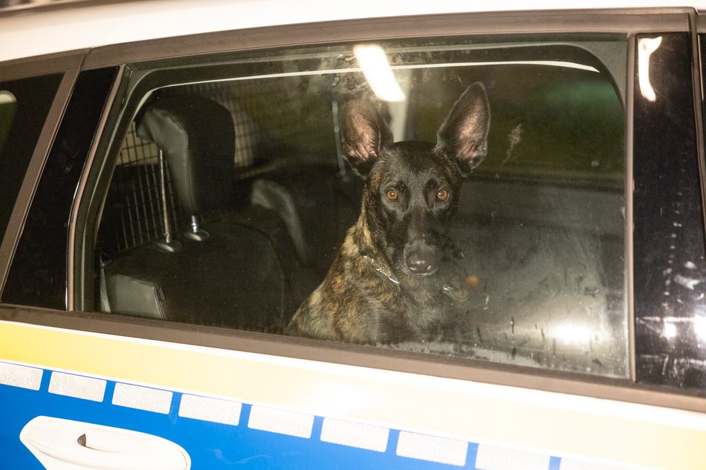 Diensthund „Nuri“ blieb bei dem Unfall unverletzt.