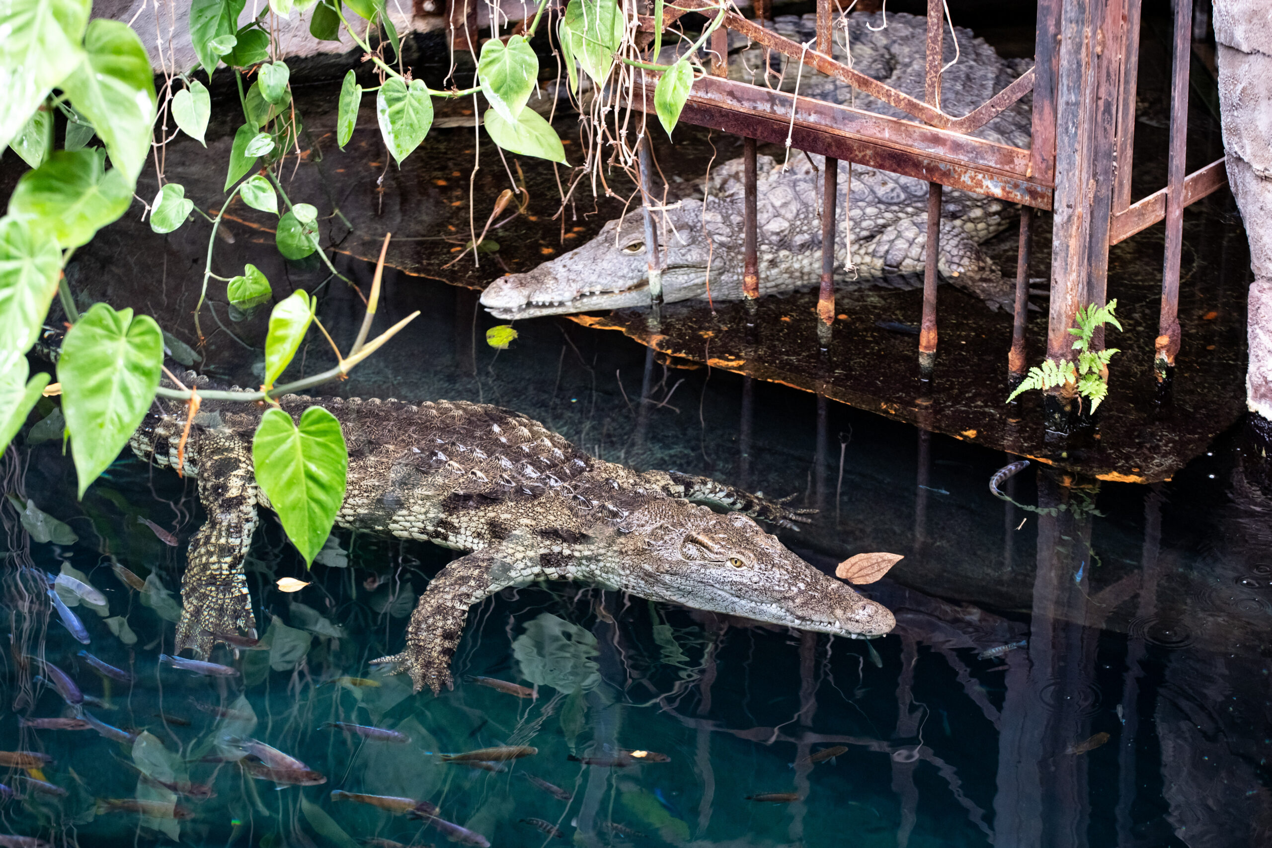 Neuzugang Linyanti schwimmt im Becken vor der am Ufer liegenden Mia. Der Tierpark Hagenbeck hat die drei weiblichen Neuzugänge bei den Nilkrokodilen im Tropen-Aquarium vorgestellt