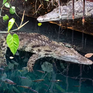 Neuzugang Linyanti schwimmt im Becken vor der am Ufer liegenden Mia. Der Tierpark Hagenbeck hat die drei weiblichen Neuzugänge bei den Nilkrokodilen im Tropen-Aquarium vorgestellt