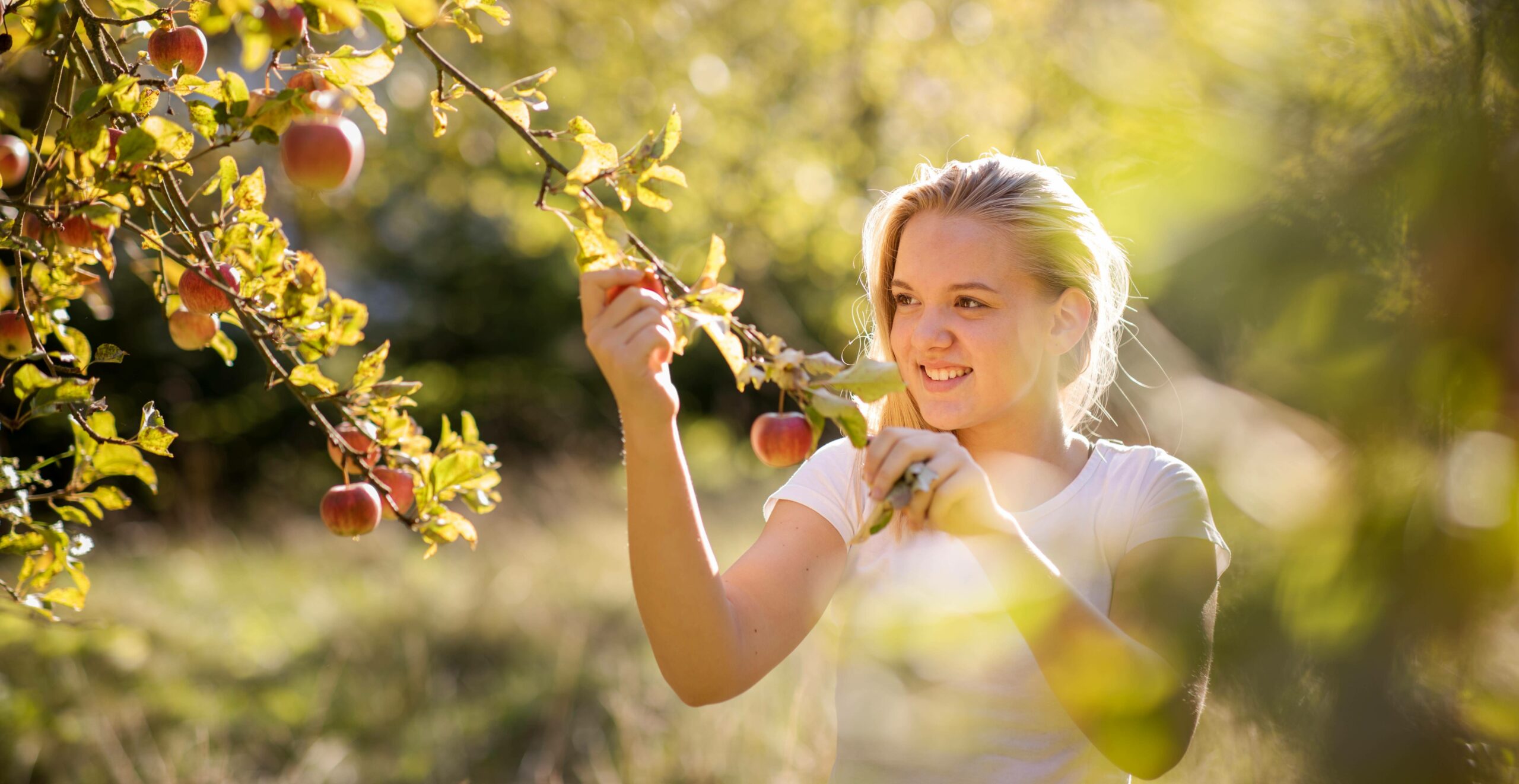 Eine junge Frau pflückt Äpfel von einem Apfelbaum.