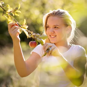 Eine junge Frau pflückt Äpfel von einem Apfelbaum.