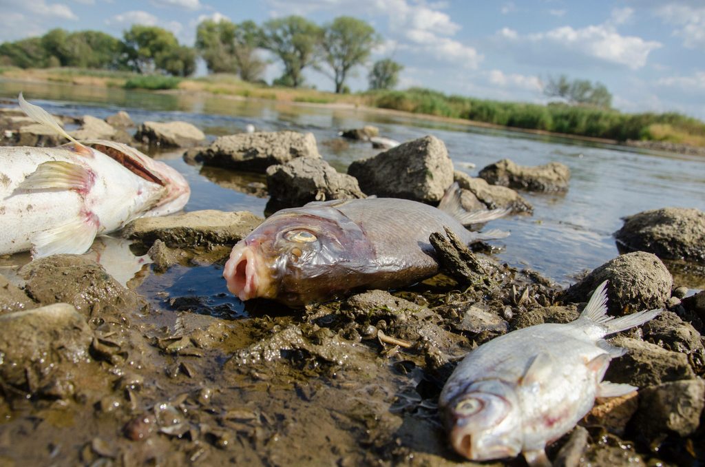 Viele tote Fische treiben im Wasser des deutsch-polnischen Grenzflusses Oder.