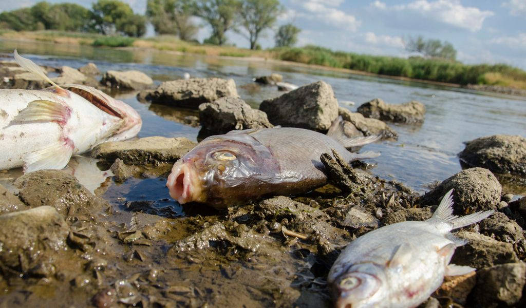Die Uferbereiche der Oder sind in Polen und Ostdeutschland mit tausenden Fischkadavern übersät.