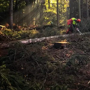 Im Klövensteen werden von Borkenkäfern befallene Bäume gefällt, um den Wald zu retten.