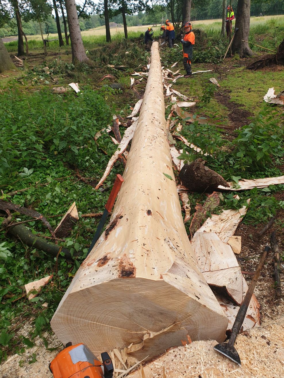 Ein Baum ist von Käfern befallen.