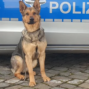 Polizeihündin Mia half den Beamten, einen flüchtenden Autofahrer zu finden.
