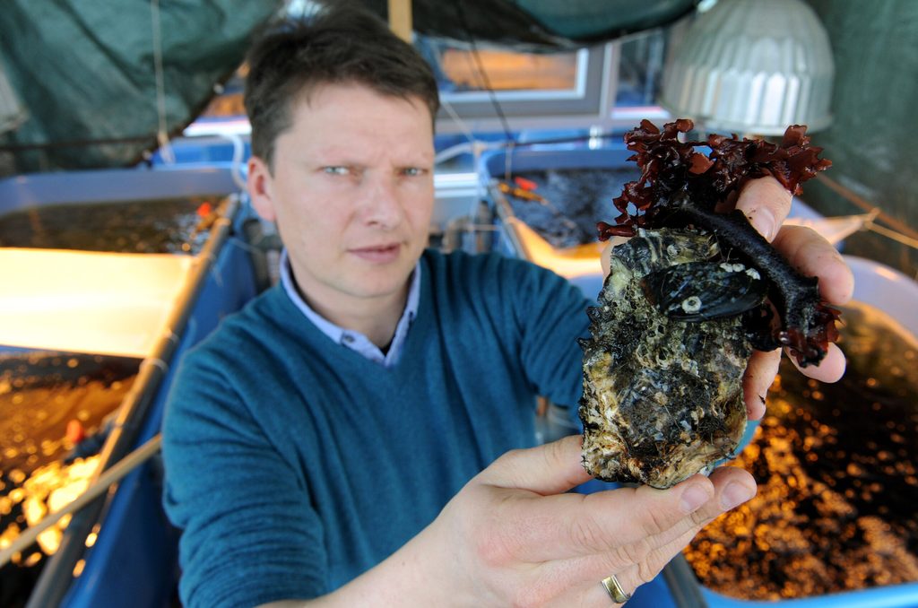 Pazifische Austern verstehen sich gut mit einheimischen Miesmuscheln (klein auf der Austernschale zu sehen), wie Professor Bela Buck vom Alfred-Wegener-Institut zeigt.