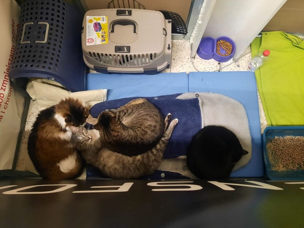 Katzen mit Transportbox und Katzenklo