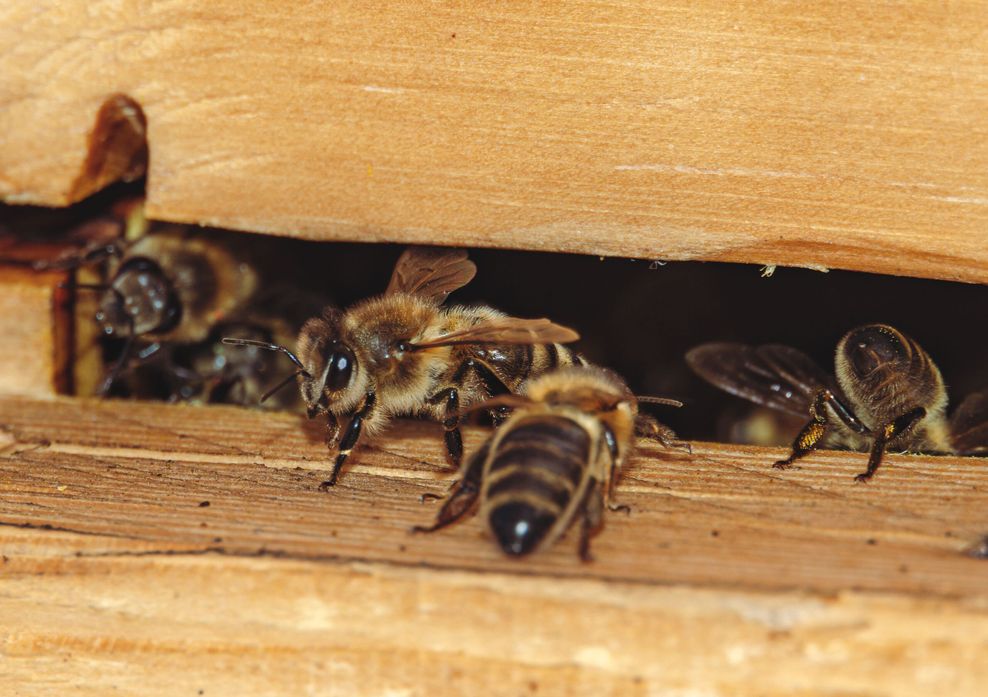Die Bienen sind vorübergehend in einer Kiste auf der Baustelle untergebracht, die Bienen-Freund Jovica Stankovski gebaut hat.
