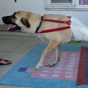 Ein zweibeiniger Hund mit einer Windel balanciert fröhlich auf einem Teppich.