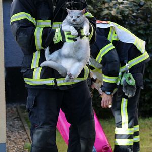 Wohnungsbrand im Norden – Feuerwehr rettet Katze