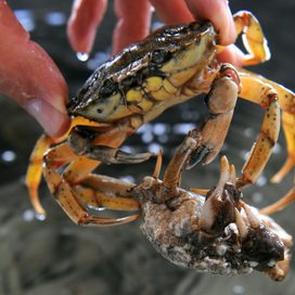 Eine heimische Strandkrabbe (oben) mit einer ursprünglich aus China stammenden Wollhandkrabbe (Archivbild).