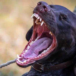 Hund reißt das Maul auf (Symbolbild)