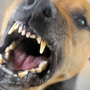 Nachdem der Hund mehrere Menschen angegriffen hatte, erschossen ihn die Polizisten (Symbolfoto).