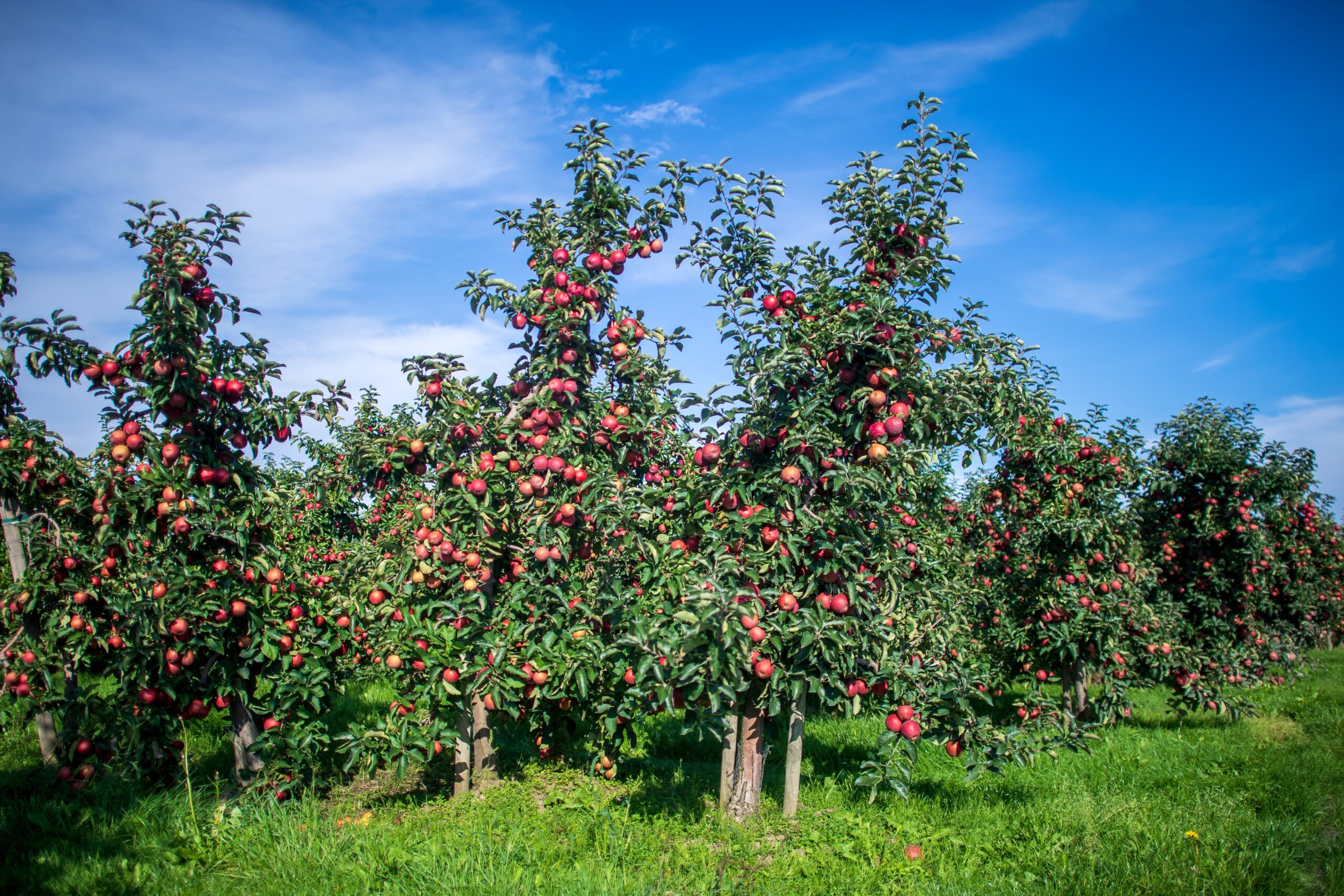 Äpfel wachsen auf einem Obsthof im Alten Land. (Symbolbild)