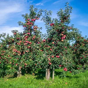 Äpfel wachsen auf einem Obsthof im Alten Land. (Symbolbild)