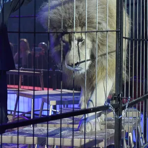 Martin Lacey Jr., Dompteur beim „Circus Krone“, mit einem Löwen. Auch bei den kommenden Aufführungen in Hamburg werden Wildtiere Teil der Vorstellungen sein – das sorgt für Kritik. (Archivbild)