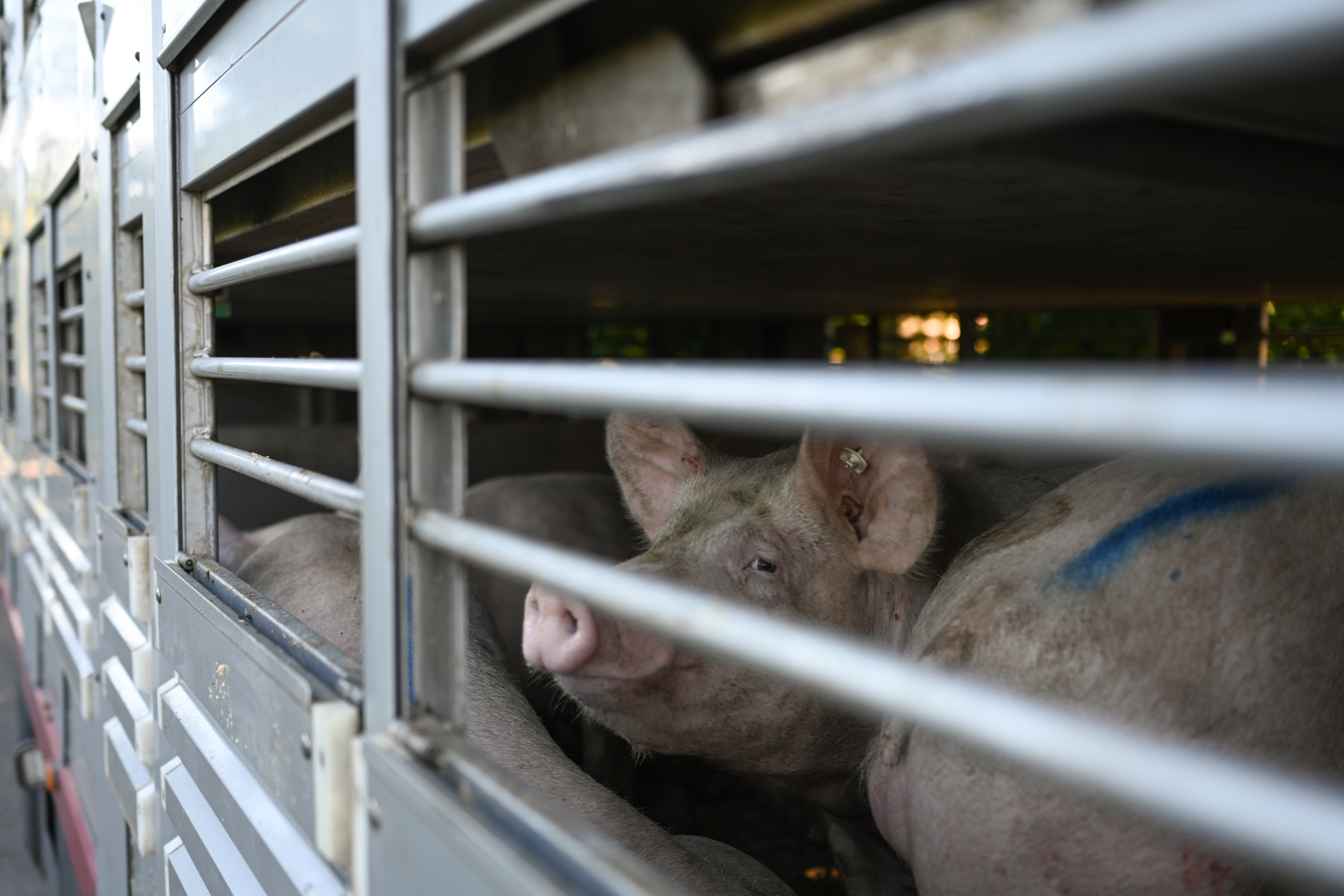 Wurstproduzenten haben an den Staat appelliert, sich um Zehntausende schlachtreife Tiere in der Schweinepest-Sperrzone in Niedersachsen zu kümmern.