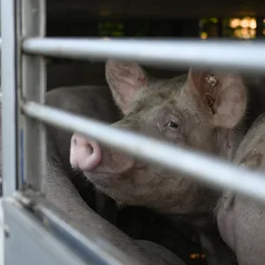 Wurstproduzenten haben an den Staat appelliert, sich um Zehntausende schlachtreife Tiere in der Schweinepest-Sperrzone in Niedersachsen zu kümmern.
