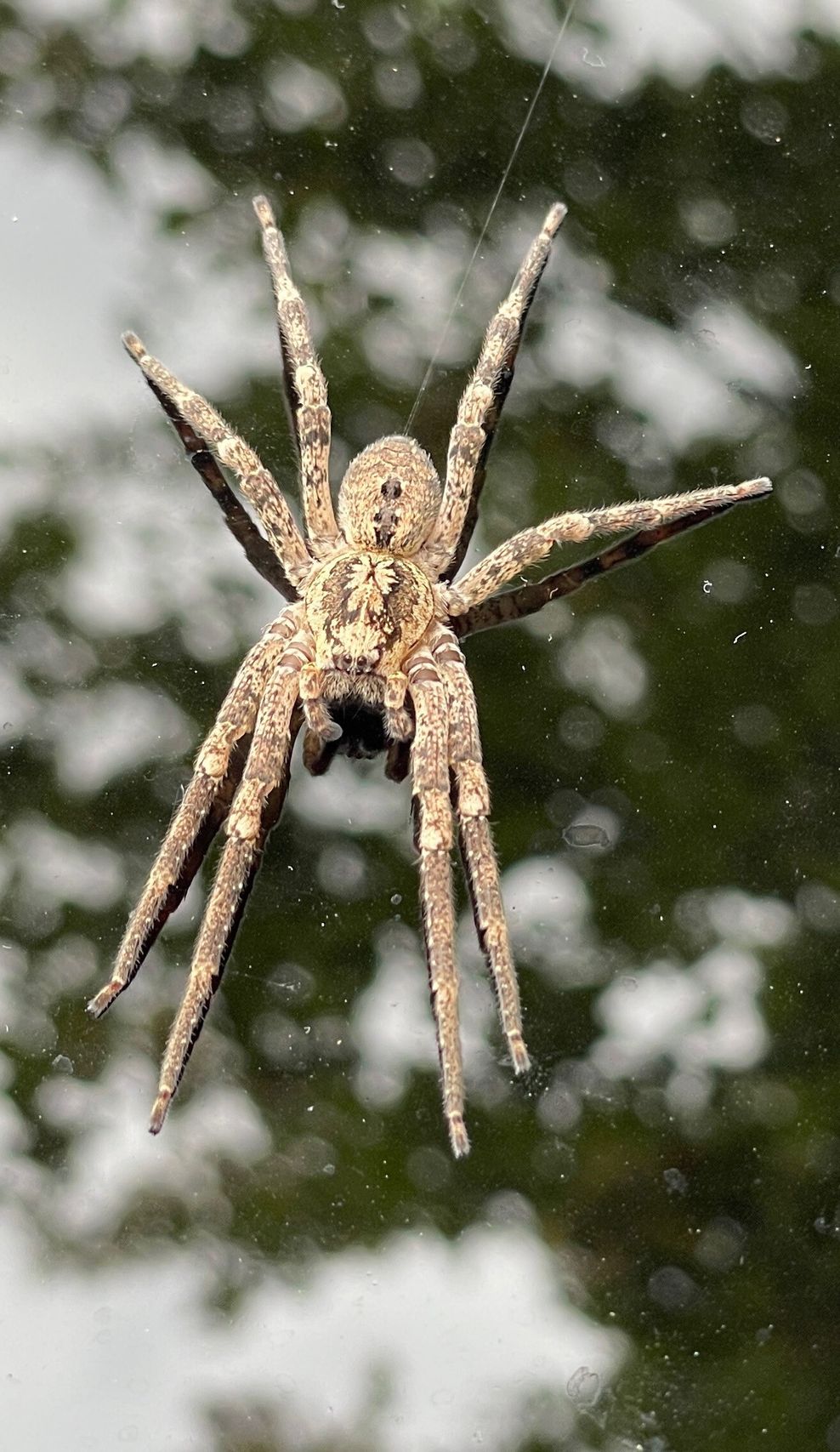 Eine Nosferatu-Spinne sitzt auf einem Autodach