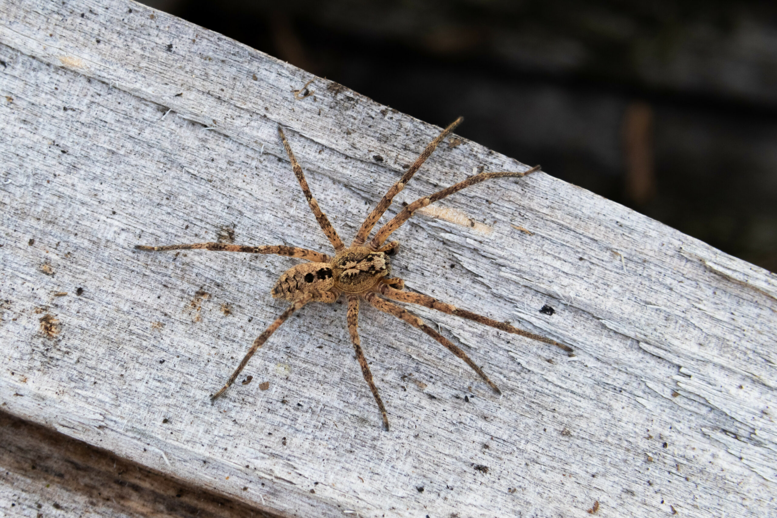 Eine Nosferatu-Spinne auf einem Holzblock
