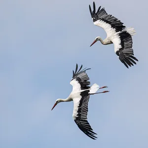 Zwei Störche fliegen vor einem bewölkten Himmel.