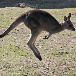 Känguru Australien