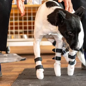 Hund mit Prothesen