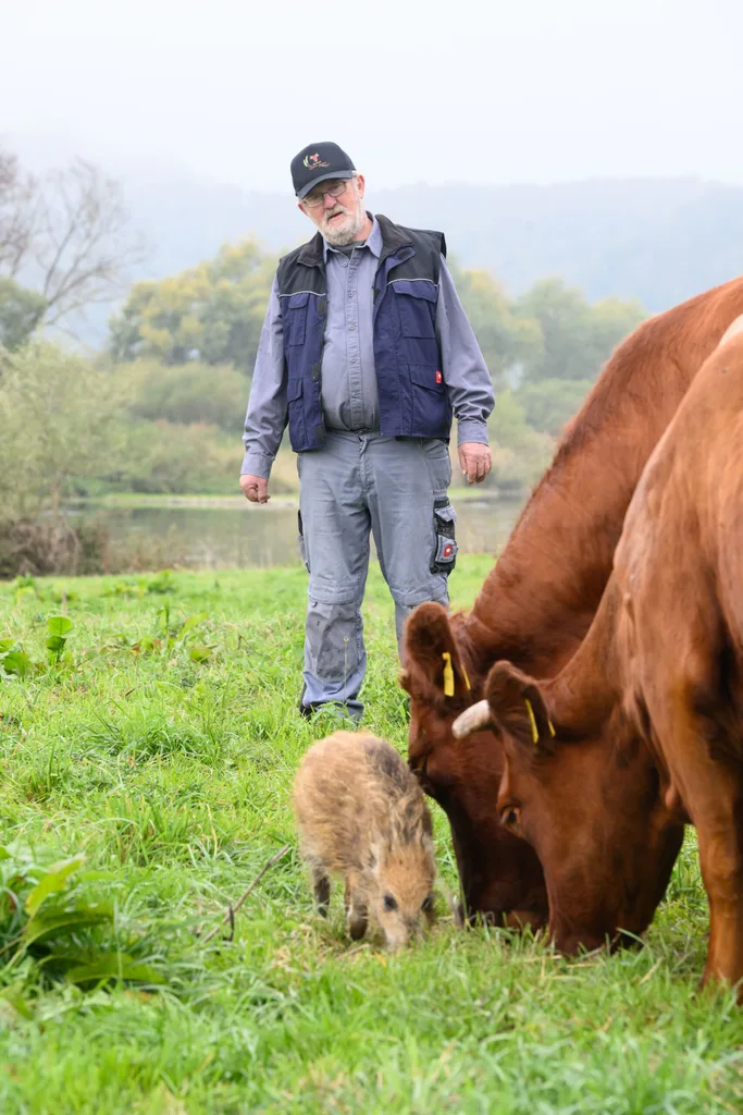 Wildschwein „Frida“ frisst neben zwei Kühen vor Landwirt Friedrich Stapel auf einer Weide an der Weser im Landkreis Holzminden.