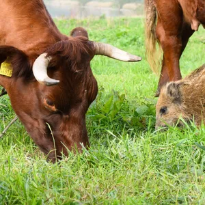 Wildschwein „Frida“ frisst neben Kühen auf einer Weide an der Weser im Landkreis Holzminden.