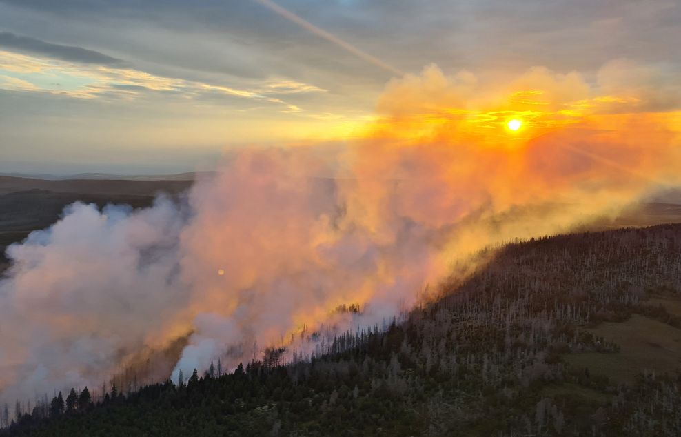 Flammen im Waldgebiet