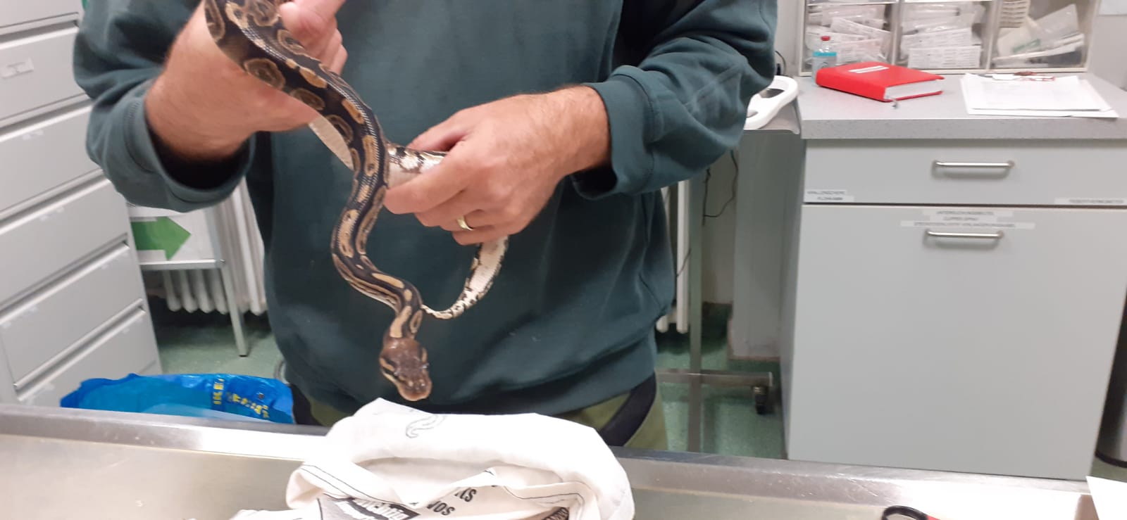 Ein Mitarbeiter des Tierheims Süderstraße hält eine der ausgesetzten Schlangen in der Hand.