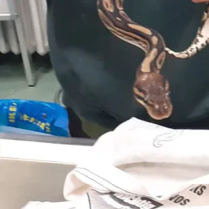 Ein Mitarbeiter des Tierheims Süderstraße hält eine der ausgesetzten Schlangen in der Hand.