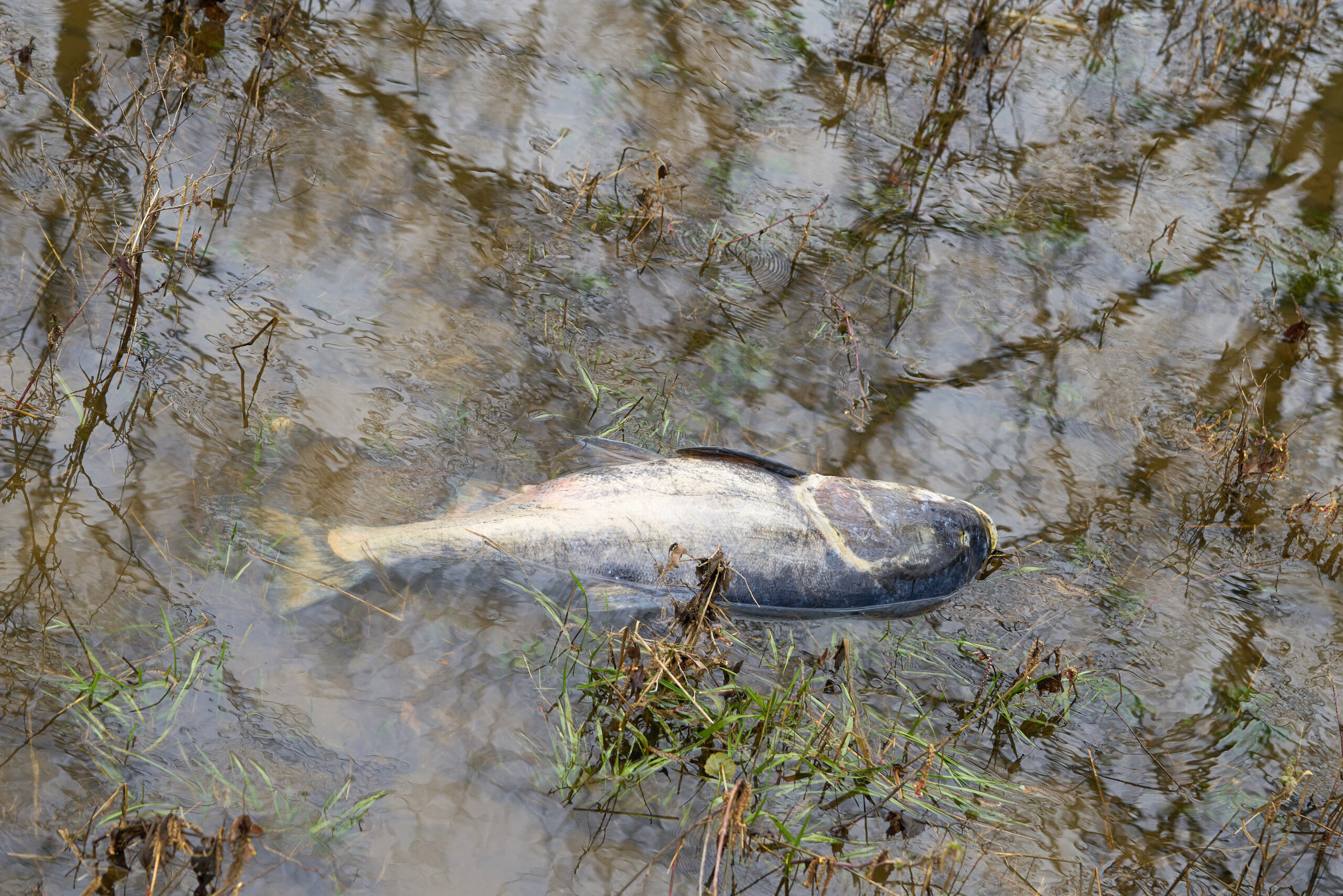Ein toter Fisch treibt in der Elbe. (Symbolbild)