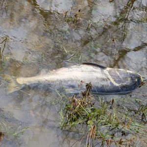 Ein toter Fisch treibt in der Elbe. (Symbolbild)