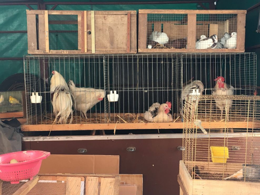 Hühner auf dem Fischmarkt