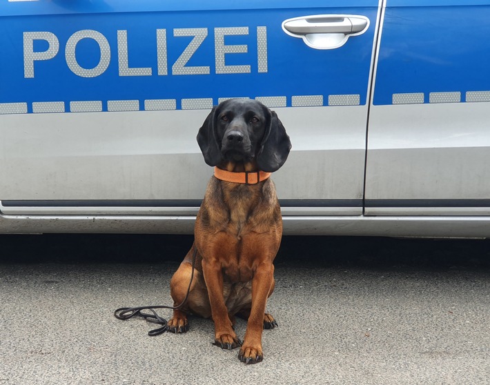 In Hamburg: Polizeihund überführt Autoaufbrecher