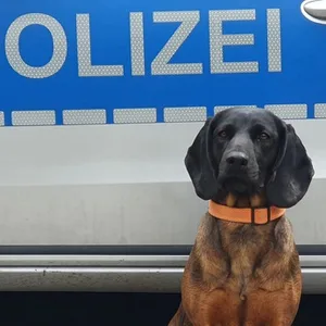 In Hamburg: Polizeihund überführt Autoaufbrecher