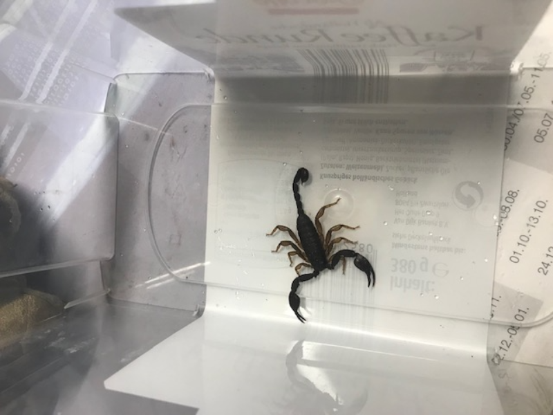 Am Mittwoch wurde auf einer Yacht in Kappeln ein Skorpion entdeckt.