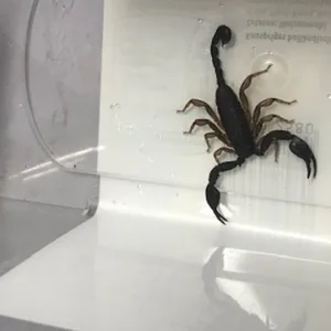 Am Mittwoch wurde auf einer Yacht in Kappeln ein Skorpion entdeckt.