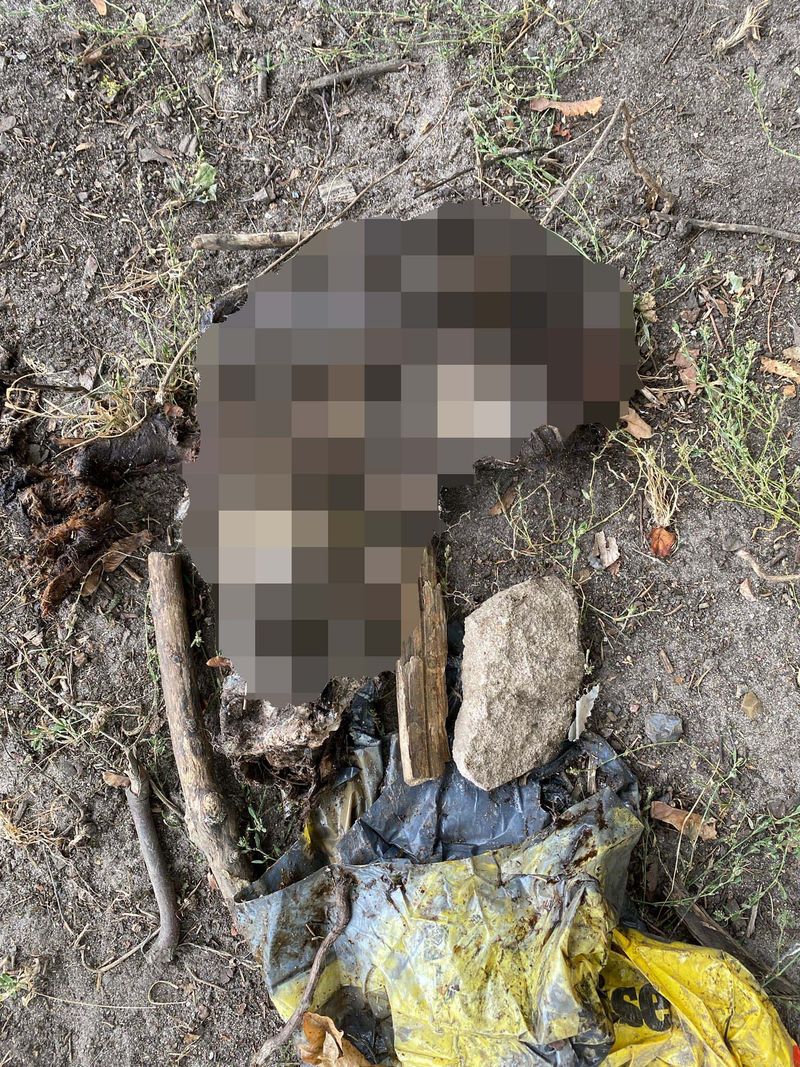Der abgetrennte Hundekopf lag in einer Tüte. Kinder fanden ihn auf dem Schulhof.