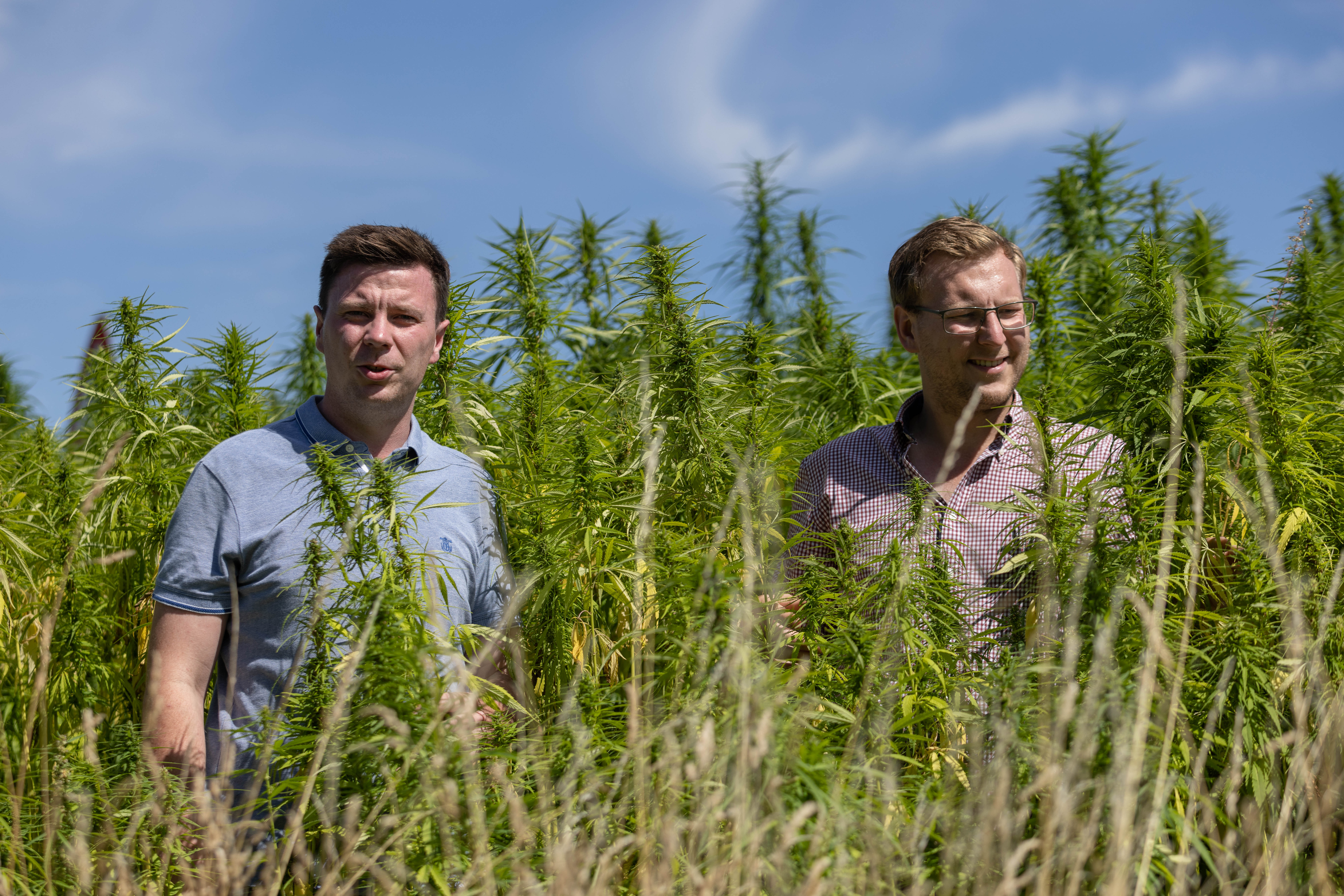 Die Landwirte Henrik (l.) und Jan Brinkmann stehen auf einem Feld mit Hanfpflanzen.