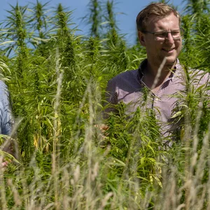 Die Landwirte Henrik (l.) und Jan Brinkmann stehen auf einem Feld mit Hanfpflanzen.
