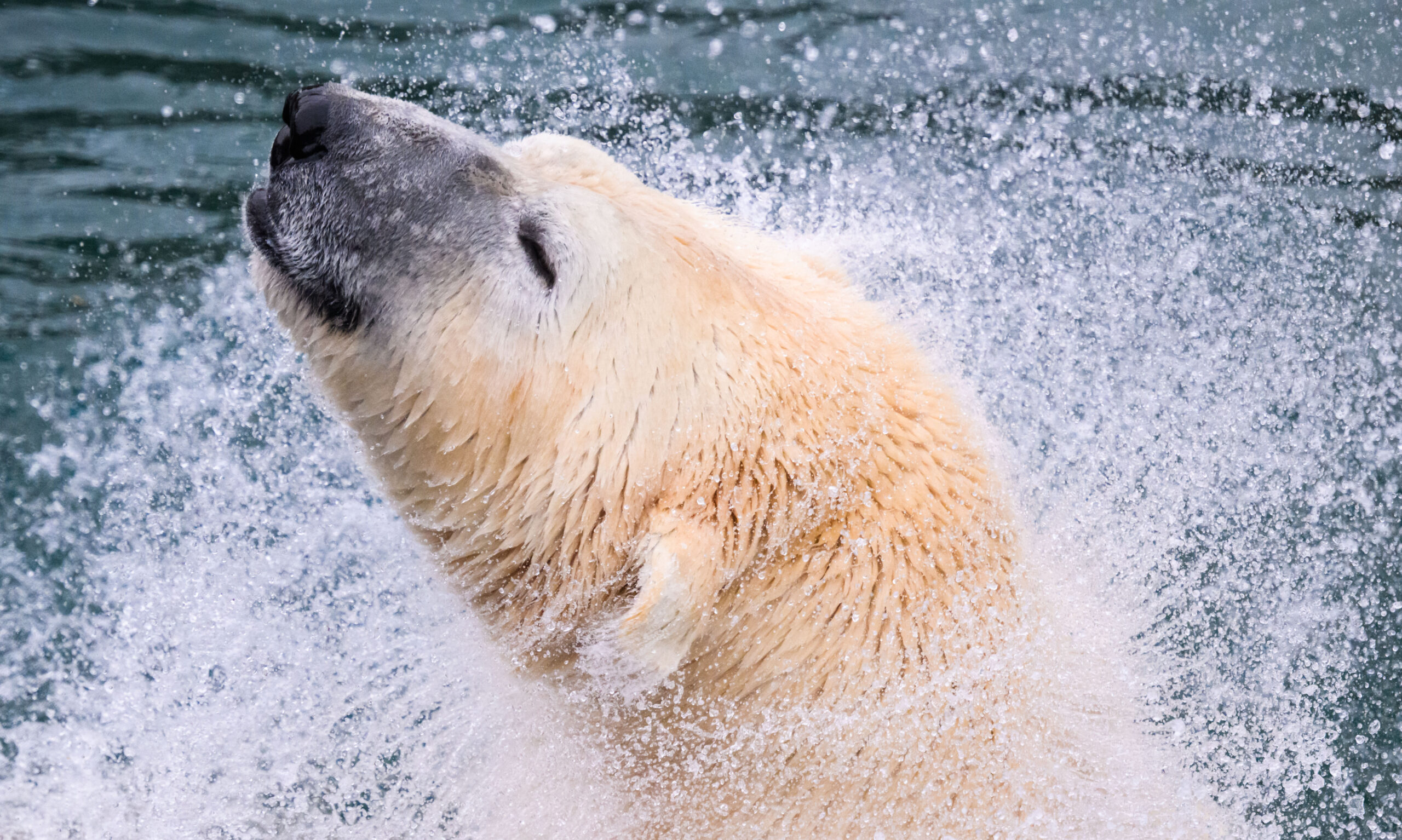Ein Eisbär schüttelt im Zoo Hannover Wasser aus seinem Fell. (Archivbild)