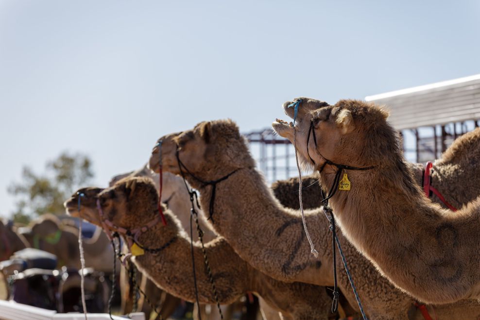 Jedes Jahr besuchen tausende Menschen das Boulia Camel Races, ein Kamelrennen mitten im Outback.