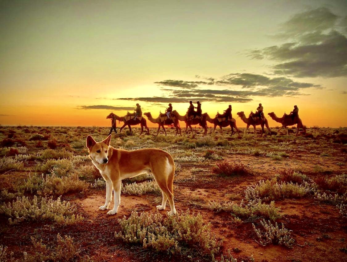 Kamele kamen in den 1840er Jahren nach Australien. Mittlerweile gelten die Lastentiere in „Down Under“ als Plage.