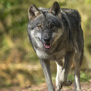 Ein Wolf in einem Wildpark (Symbolbild).