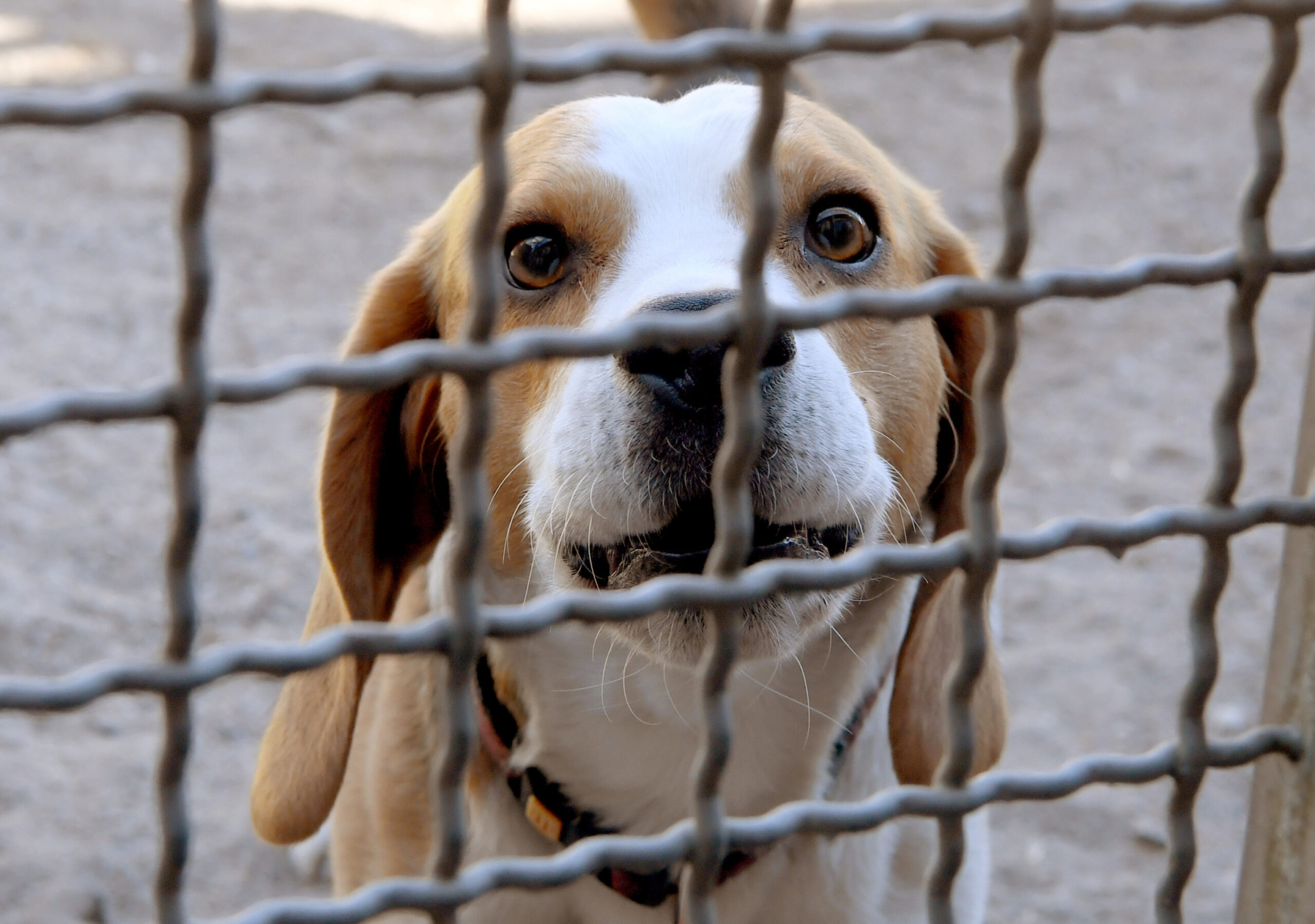 Ein Wegfall der Hundesteuer soll die Vermittlung von Tierheim-Hunden fördern (Symbolbild Hund im Tierheim).