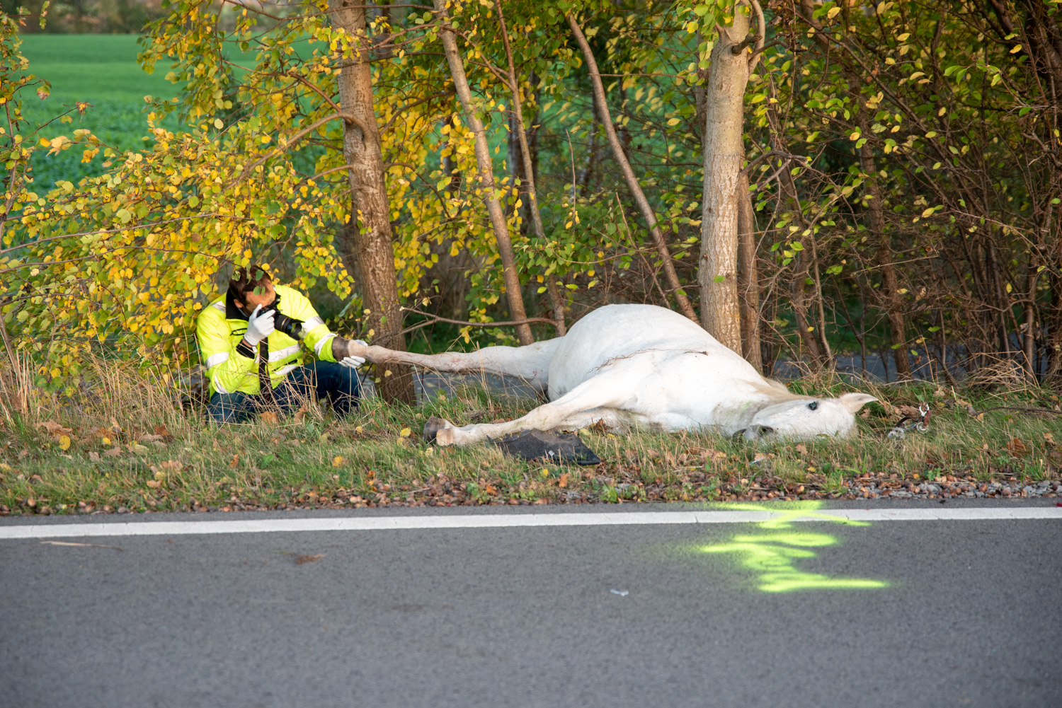Reiterin und Pferd starben an der Unfallstelle.