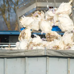 Tote Puten werden vor einem Geflügelhof nach dem Ausbruch der Geflügelpest in einen Container gekippt.